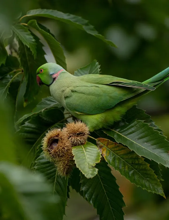 Healthy pet birds for sale