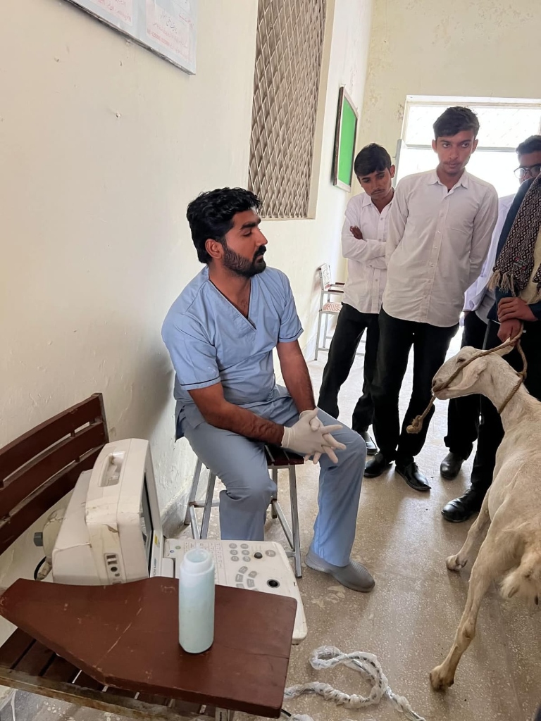 Goat & Sheep Ultrasonography - Pregnancy Diagnosis & Health Scan