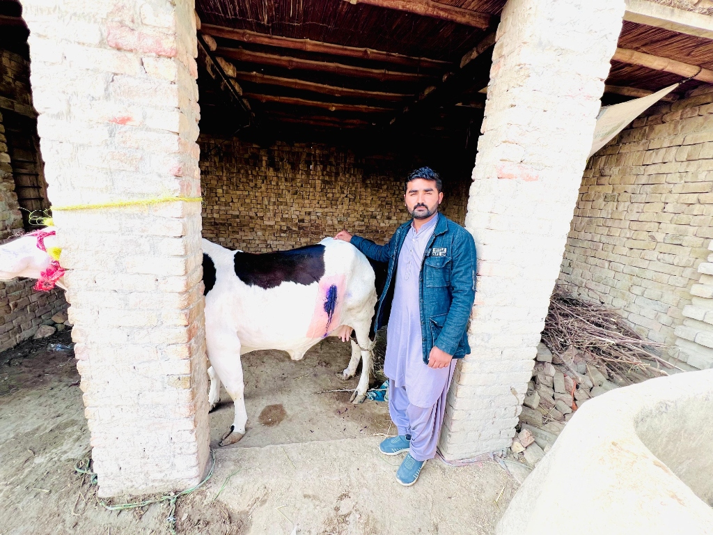 Emergency Cow & Buffalo Cesarean Section (C-Section Surgical Delivery)