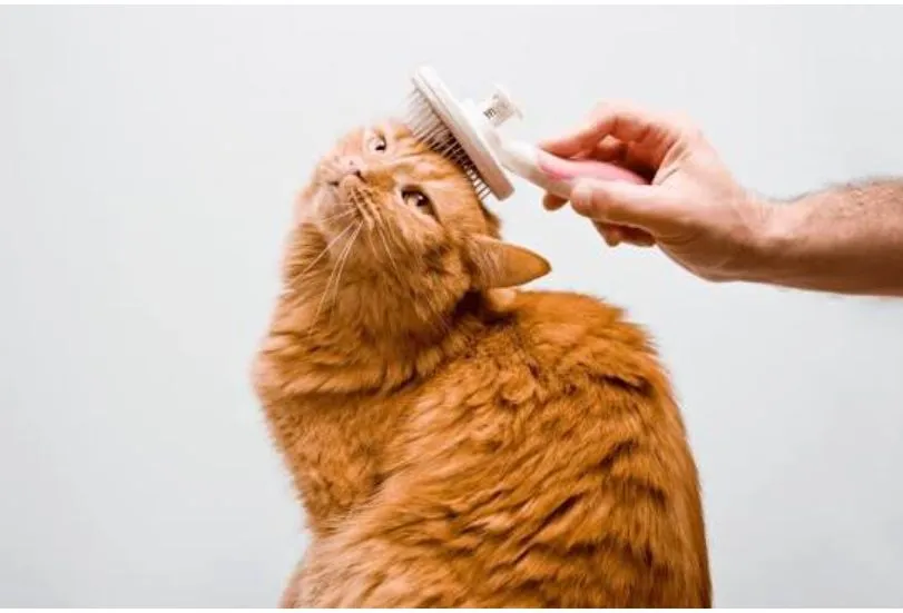 Complete Cat Grooming & Care