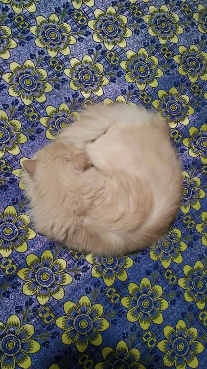 PET GROOMING