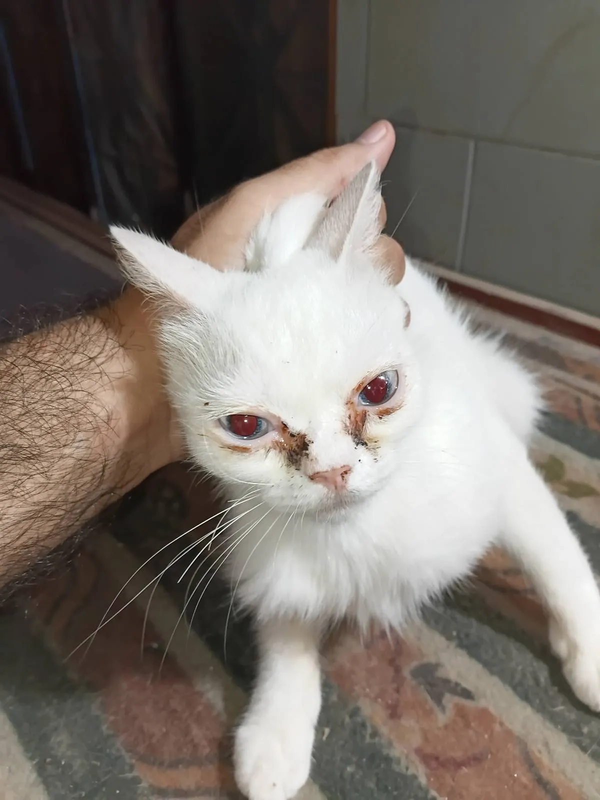 Comprehensive Veterinary Care by Dr. Abdul Rehman for Pets & Livestock