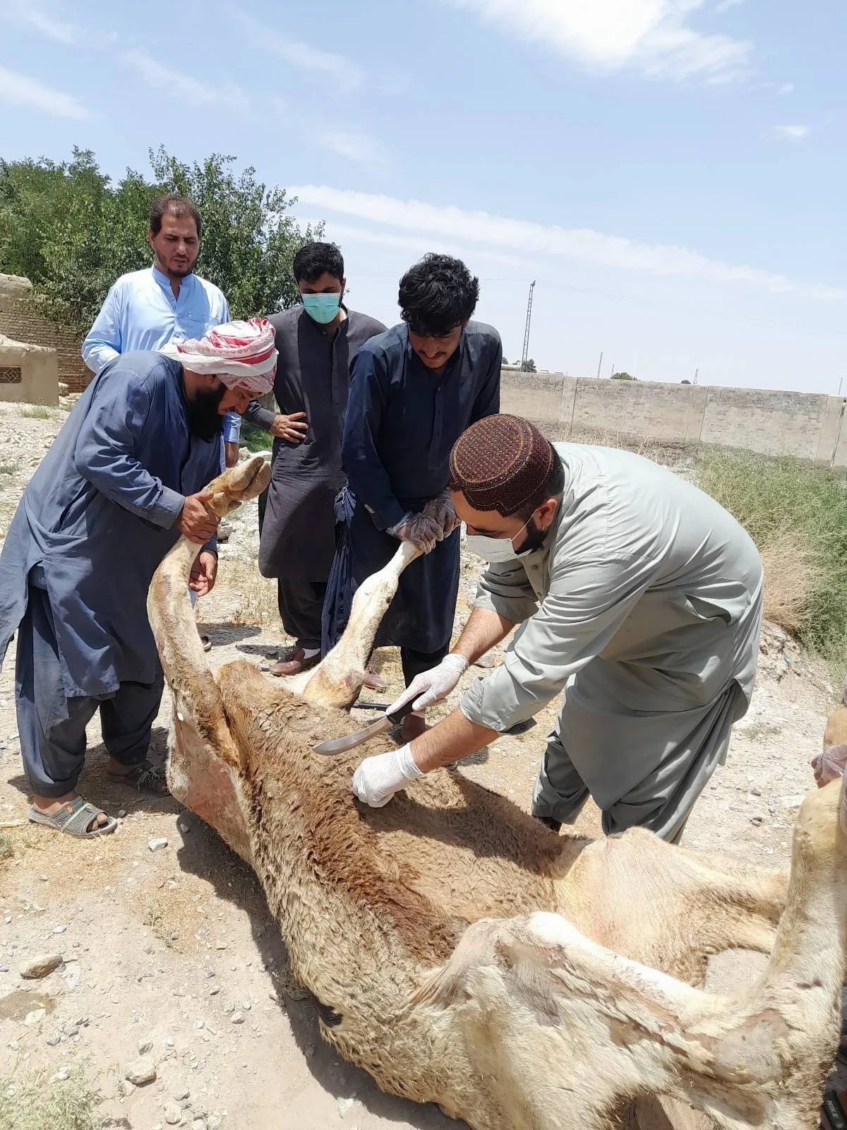 Veterinary Doctor have 15th year experience in filed and Foarm