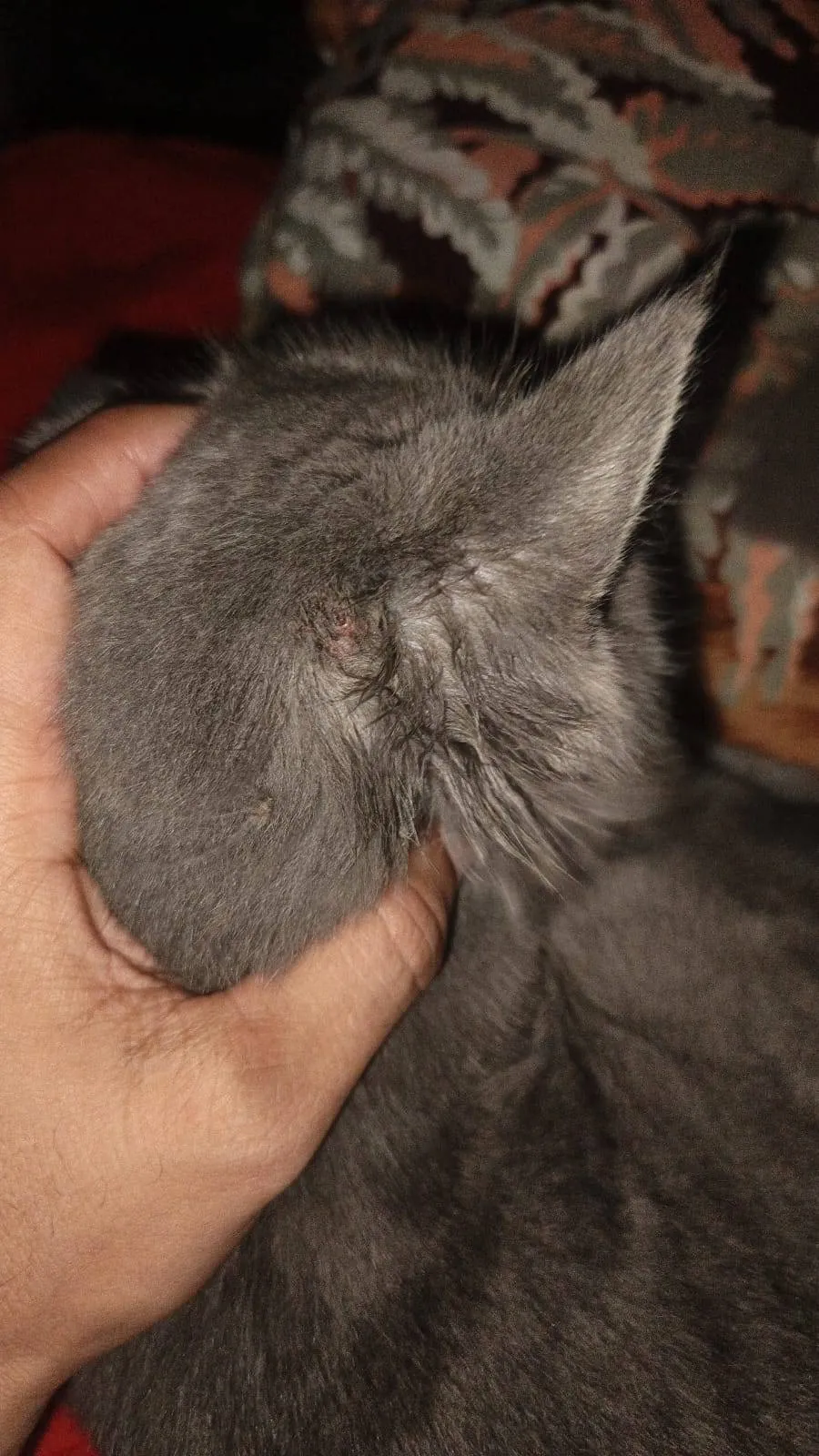 Veterinarian
